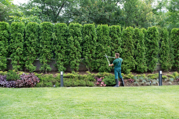 Best Lawn Watering Services  in Westmont, IL